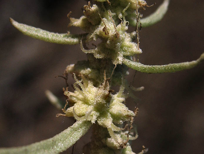 Detailed Picture 1 of Atriplex canescens var. canescens
