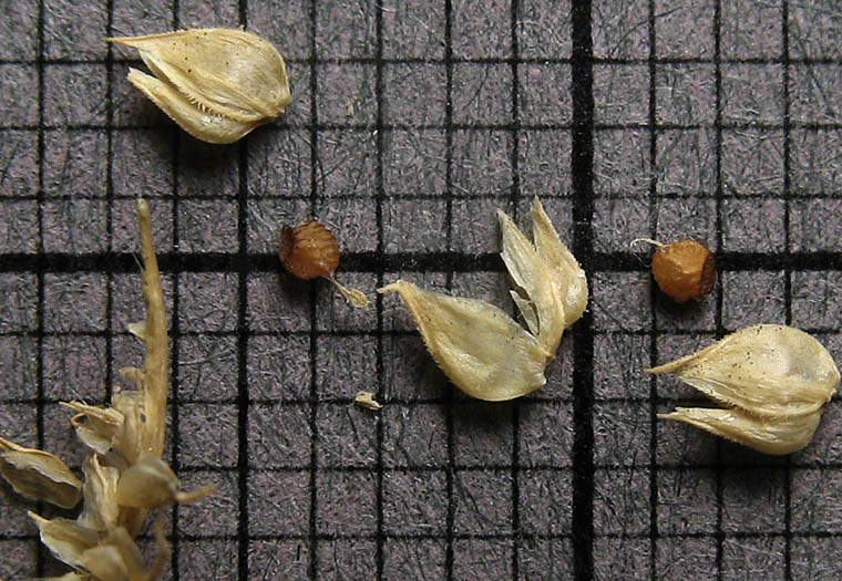 Detailed Picture 3 of Dactyloctenium aegyptium