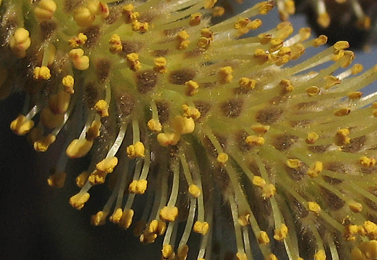 Detailed Picture 1 of Salix lasiolepis