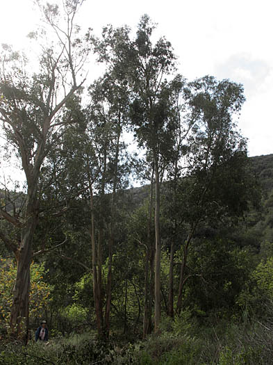 Detailed Picture 6 of Eucalyptus globulus