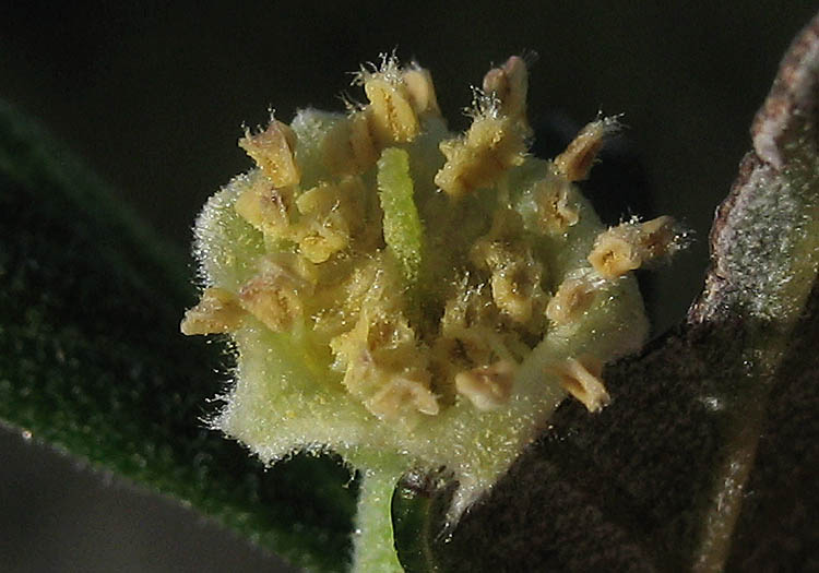 Detailed Picture 1 of Cercocarpus betuloides var. betuloides