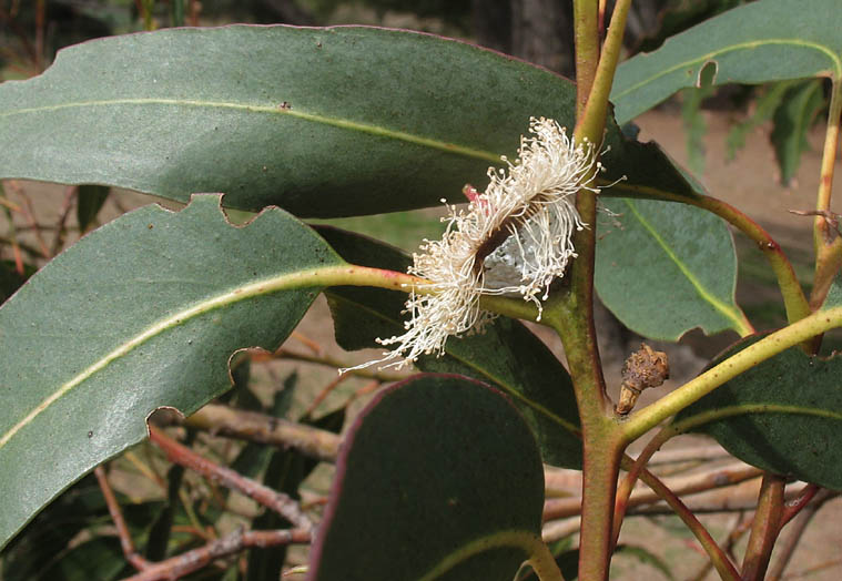 Detailed Picture 2 of Eucalyptus globulus