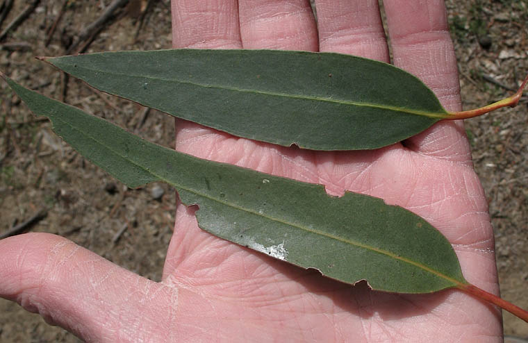 Detailed Picture 8 of Eucalyptus globulus