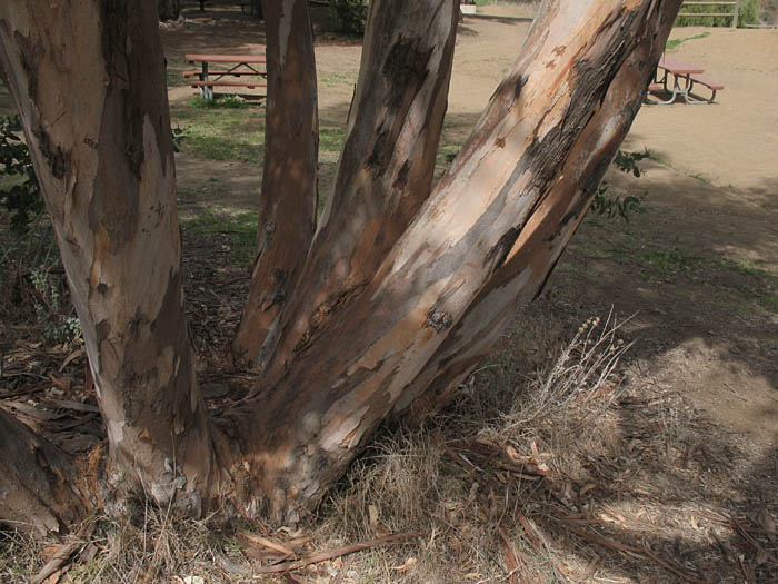 Detailed Picture 4 of Eucalyptus globulus