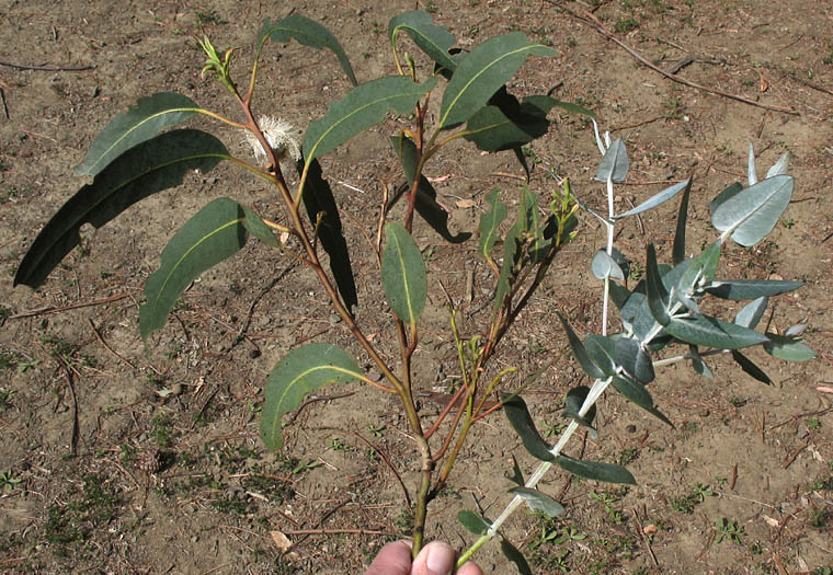 Detailed Picture 3 of Eucalyptus globulus