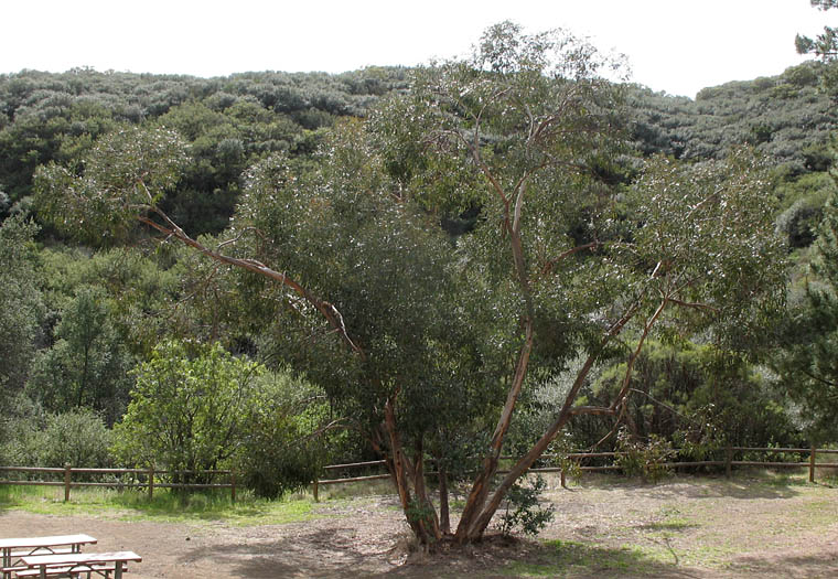 Detailed Picture 5 of Eucalyptus globulus