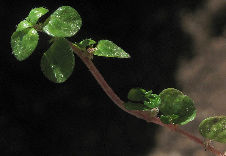Detailed Picture 3 of Soleirolia soleirolii