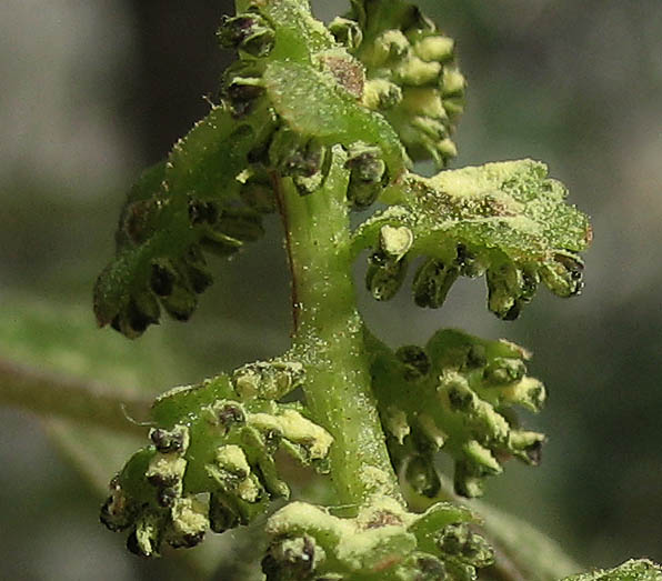 Detailed Picture 3 of Juglans californica