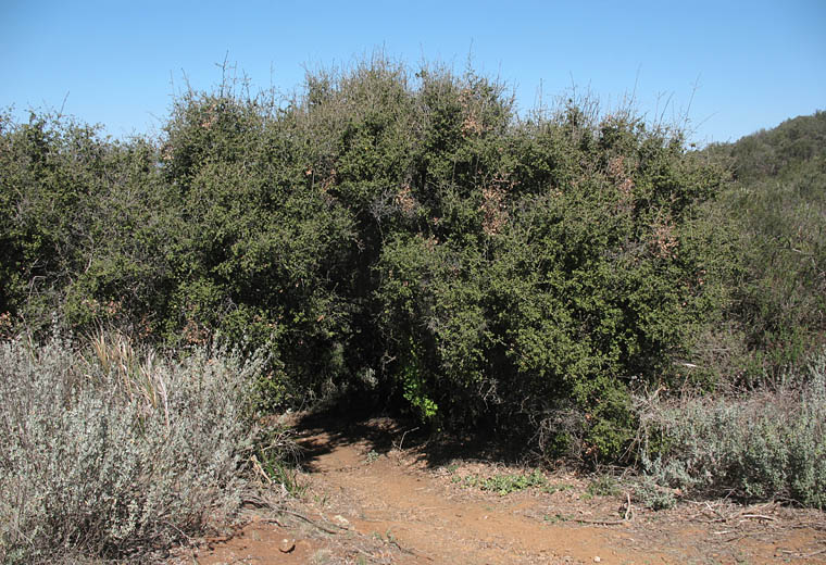 Detailed Picture 7 of Quercus palmeri