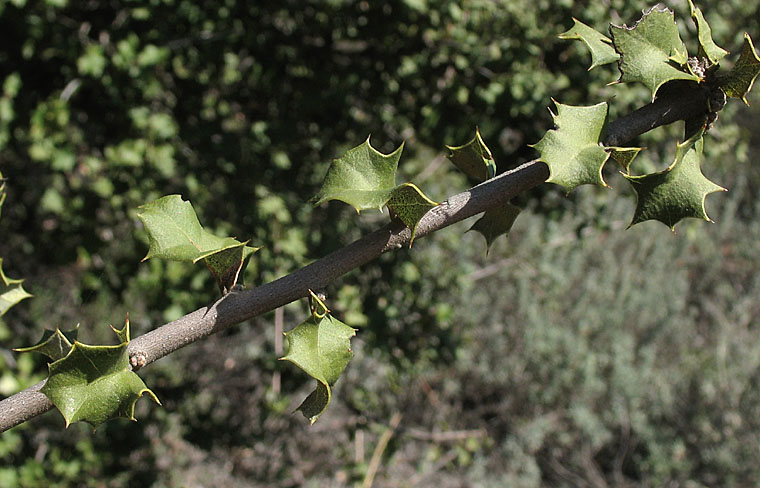 Detailed Picture 5 of Quercus palmeri