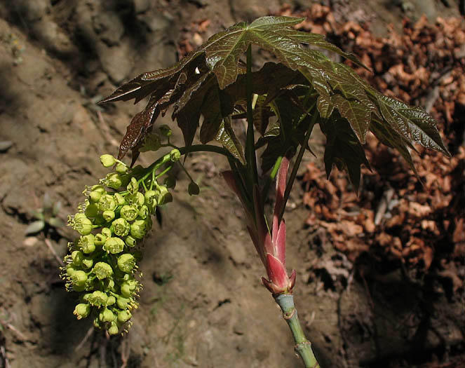 Detailed Picture 4 of Acer macrophyllum