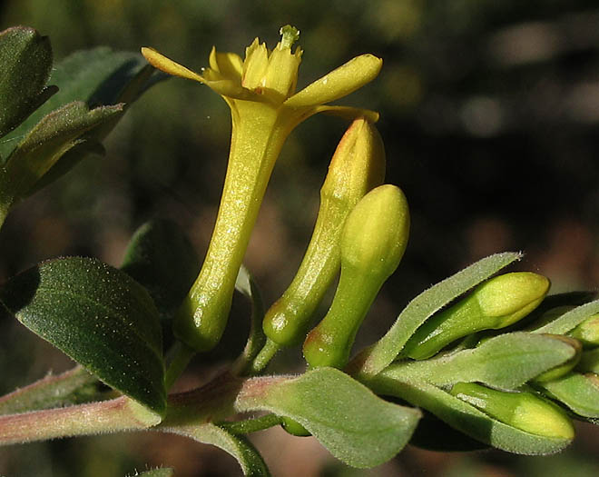 Detailed Picture 2 of Ribes aureum var. gracillimum