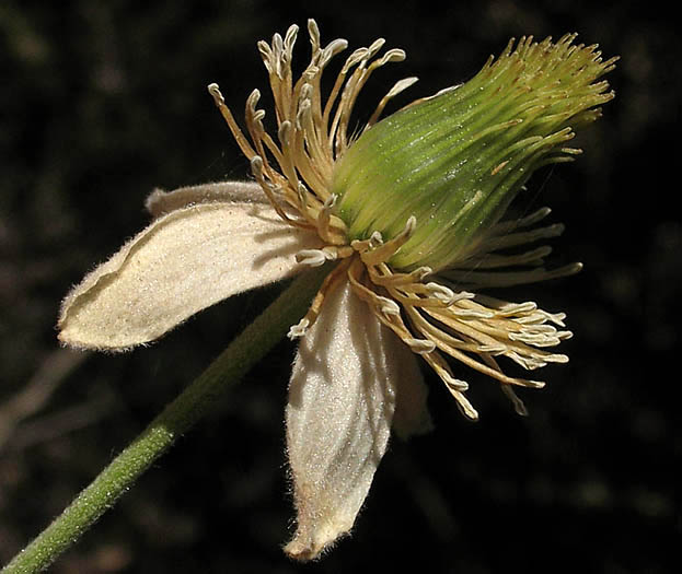 Detailed Picture 3 of Clematis lasiantha