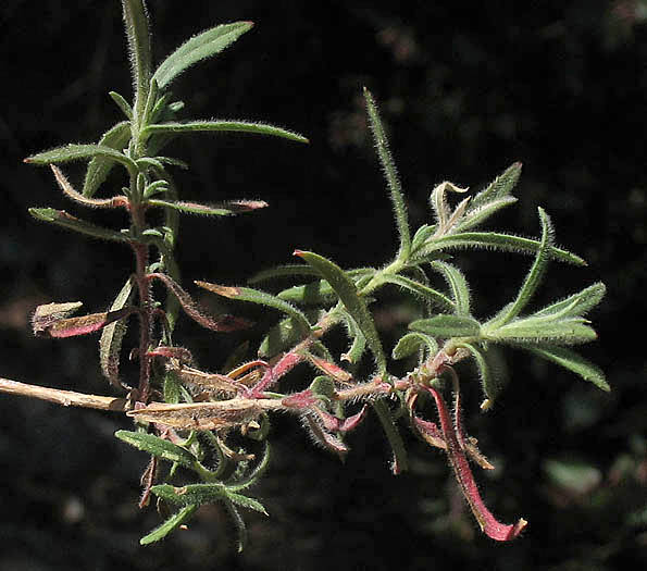 Detailed Picture 8 of Epilobium canum ssp. canum