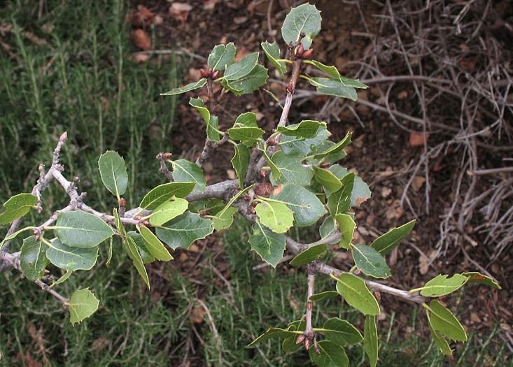 Detailed Picture 6 of Quercus wislizeni