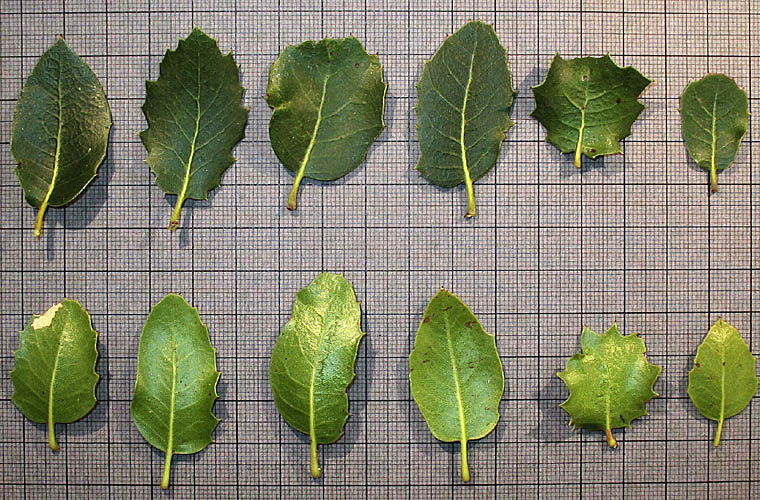 Detailed Picture 7 of Quercus wislizeni