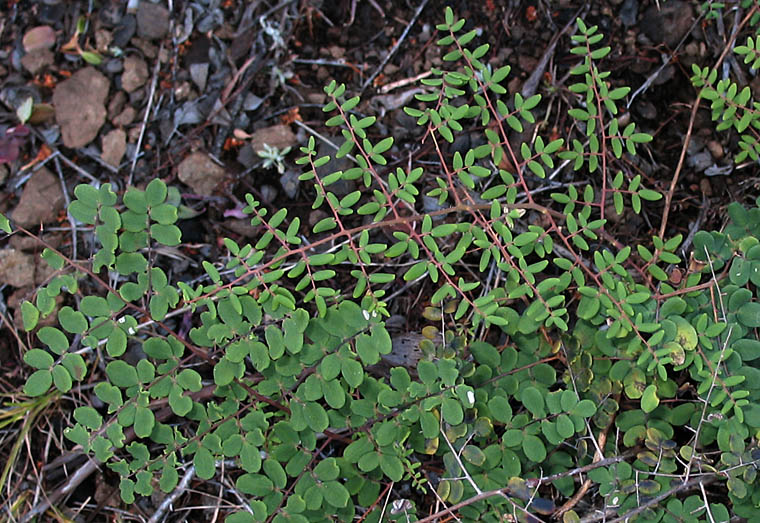 Detailed Picture 1 of Pellaea andromedifolia