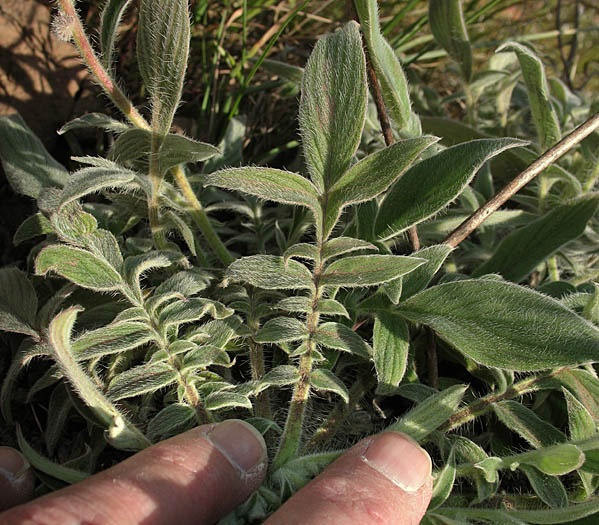 Detailed Picture 8 of Phacelia imbricata ssp. imbricata