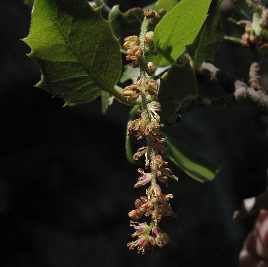 Detailed Picture 1 of Quercus wislizeni