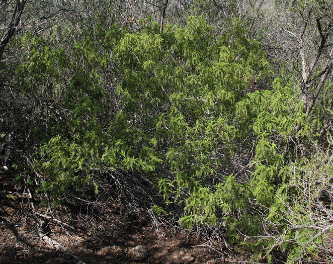 Detailed Picture 7 of Chamaebatia australis