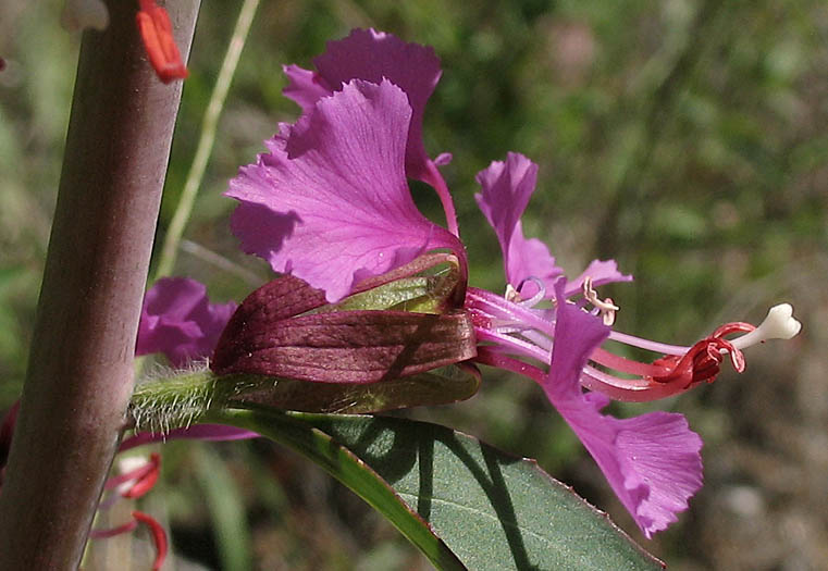 Detailed Picture 2 of Clarkia unguiculata
