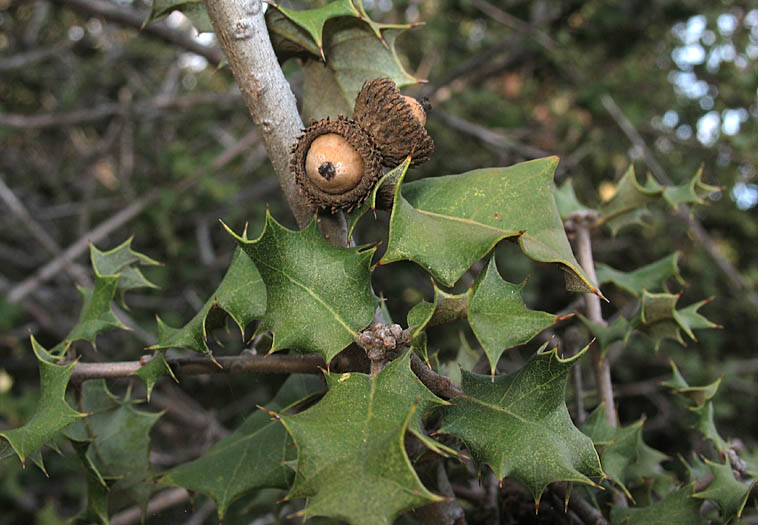 Detailed Picture 8 of Quercus palmeri