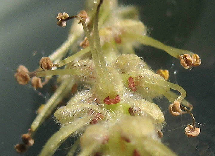 Detailed Picture 9 of Salix exigua var. hindsiana
