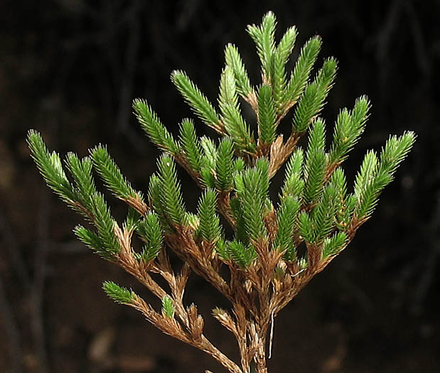 Detailed Picture 2 of Selaginella bigelovii