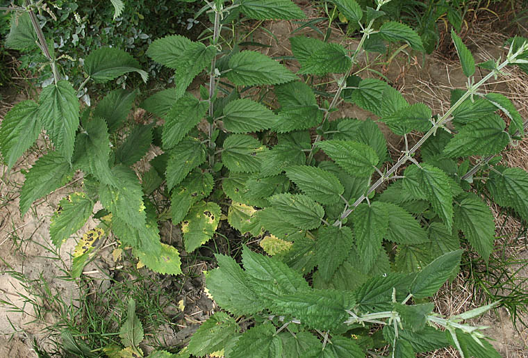 Detailed Picture 7 of Urtica dioica ssp. holosericea