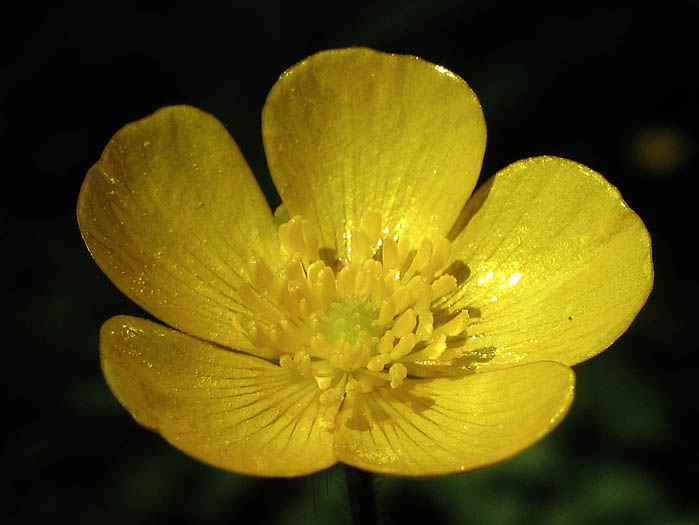 Detailed Picture 2 of Ranunculus repens