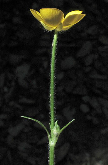 Detailed Picture 4 of Ranunculus repens