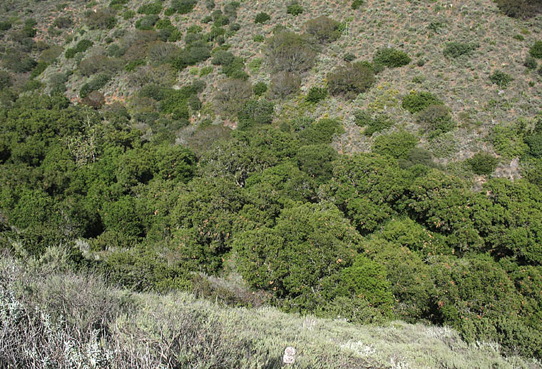 Detailed Picture 9 of Quercus agrifolia var. agrifolia