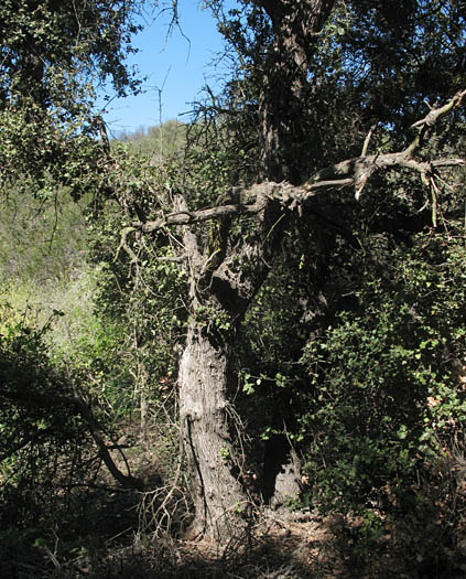 Detailed Picture 9 of Quercus palmeri