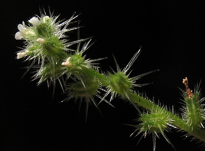 Detailed Picture 2 of Cryptantha microstachys