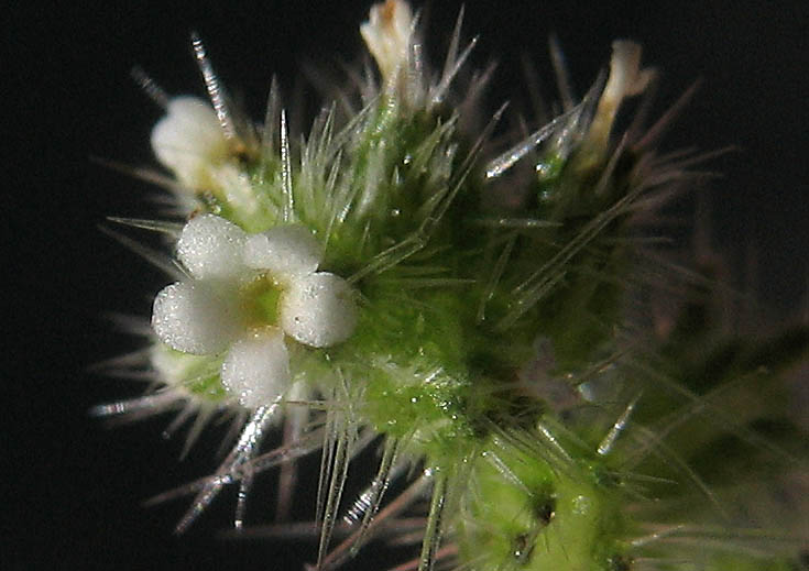 Detailed Picture 1 of Cryptantha microstachys