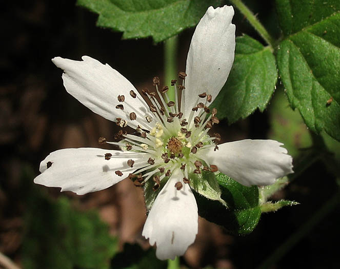 Detailed Picture 2 of Rubus ursinus