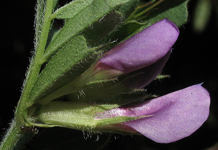 Detailed Picture 3 of Vicia sativa ssp. sativa