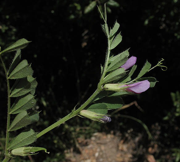 Detailed Picture 4 of Vicia sativa ssp. sativa
