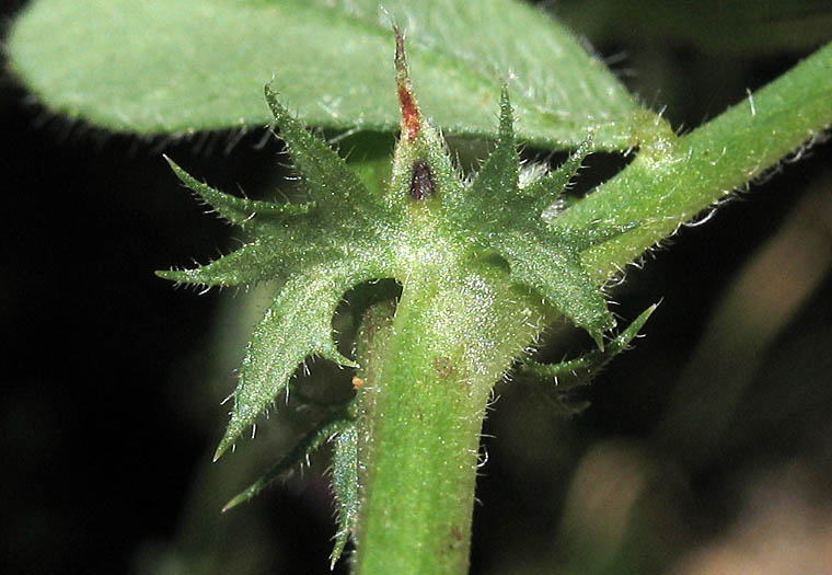 Detailed Picture 7 of Vicia sativa ssp. sativa