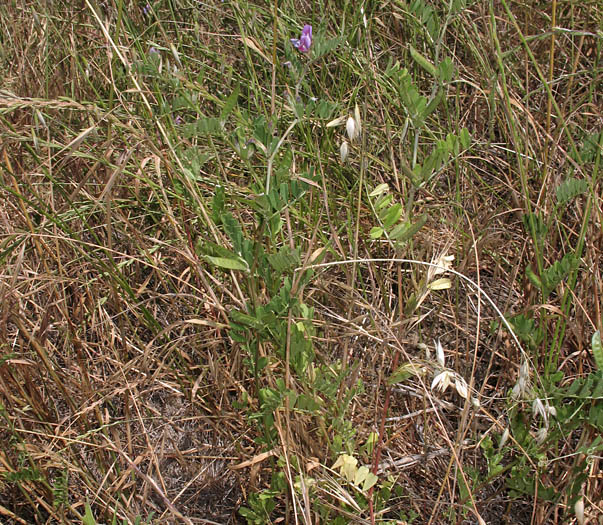 Detailed Picture 8 of Vicia sativa ssp. sativa