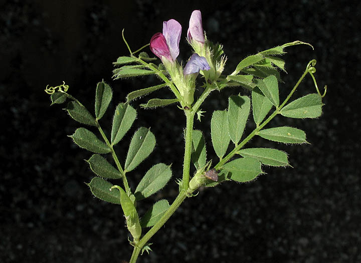 Detailed Picture 5 of Vicia sativa ssp. sativa