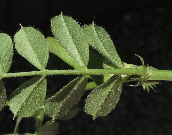 Detailed Picture 6 of Vicia sativa ssp. sativa