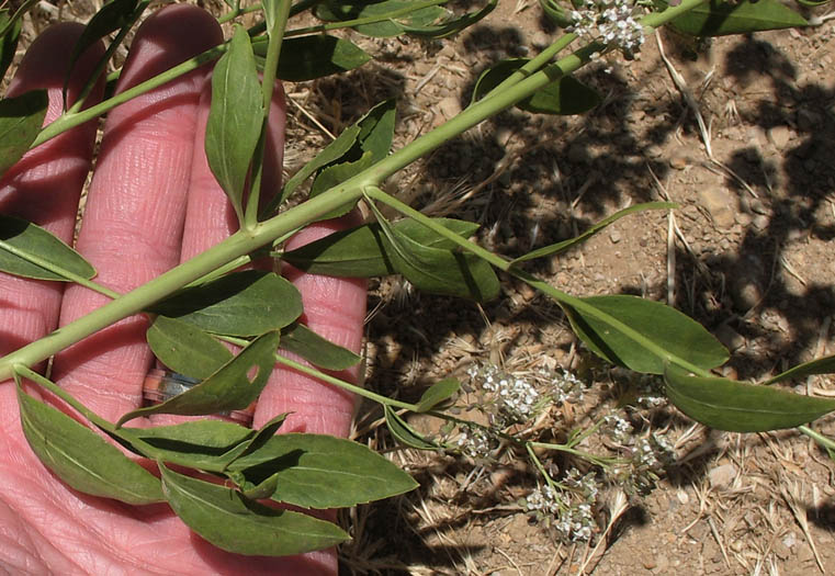 Detailed Picture 6 of Lepidium latifolium