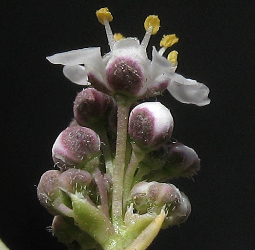 Detailed Picture 2 of Lepidium latifolium