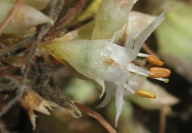 Detailed Picture 1 of Cuscuta californica var. papillosa