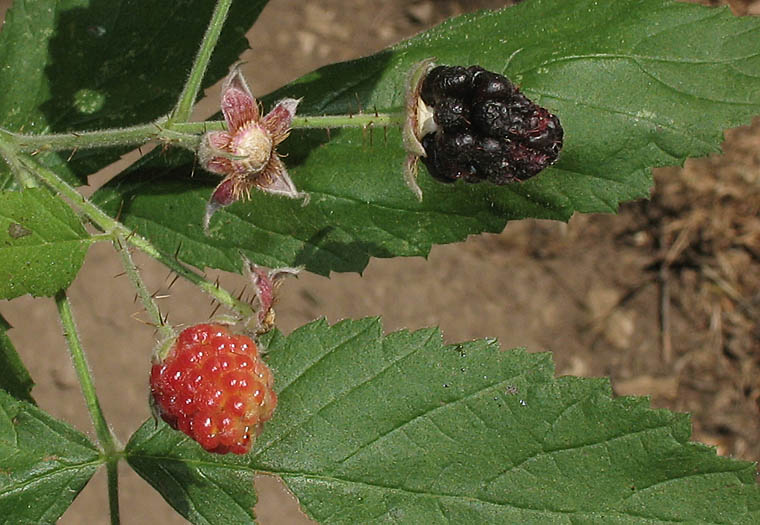 Detailed Picture 6 of Rubus ursinus