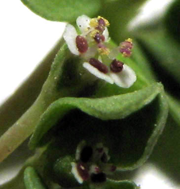 Detailed Picture 1 of Euphorbia serpens