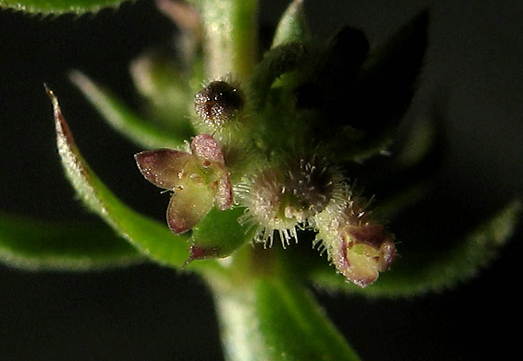 Detailed Picture 1 of Galium parisiense