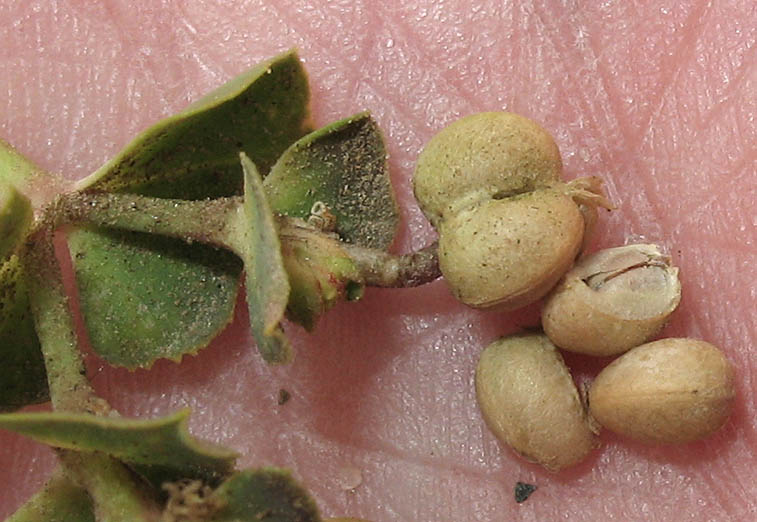 Detailed Picture 7 of Euphorbia terracina