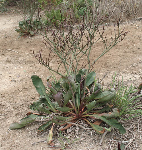 Detailed Picture 9 of Limonium californicum
